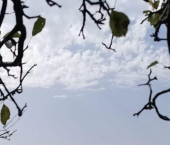 земля 5 сот ул Центральная, 12А