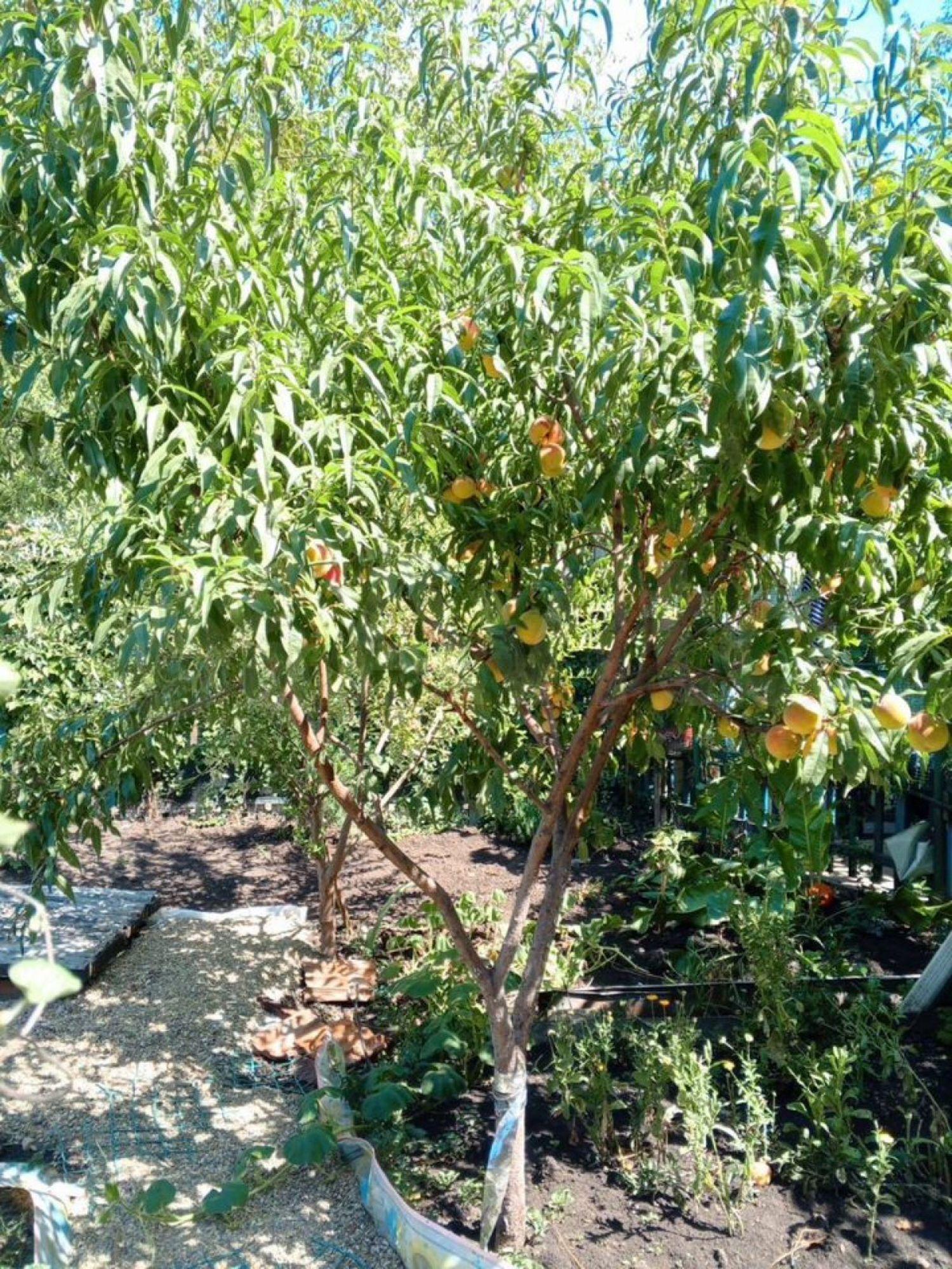 Купить дачу, дом, коттедж за 12 300 000 рублей на Дивная ул