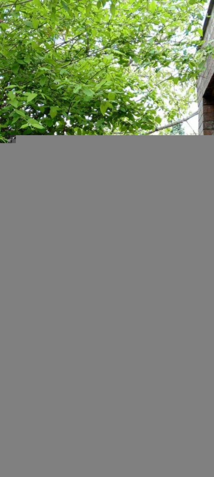 Коттедж/дом Дивная ул