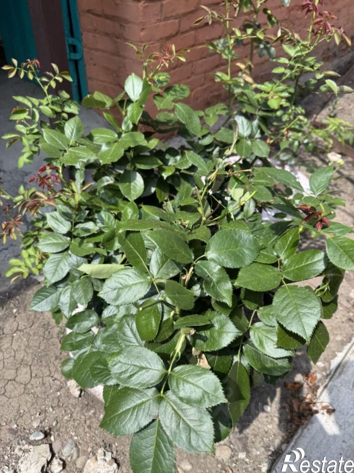 Коттедж/дом Отрадненский район