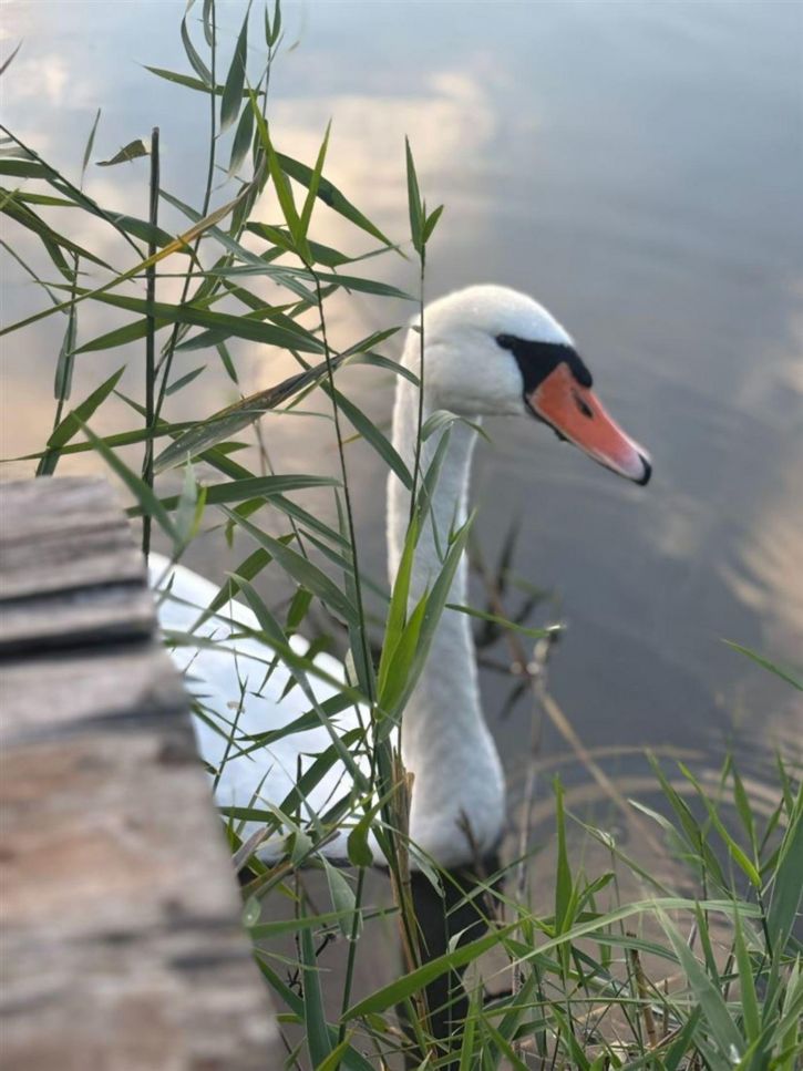 Коттедж/дом ул Северная, д. 93А
