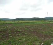 земля 245 сот 