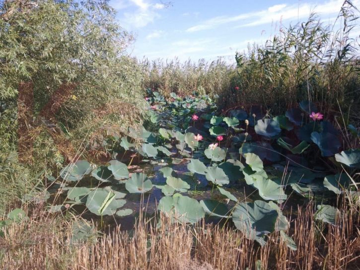 Земельный участок Черный Ерик