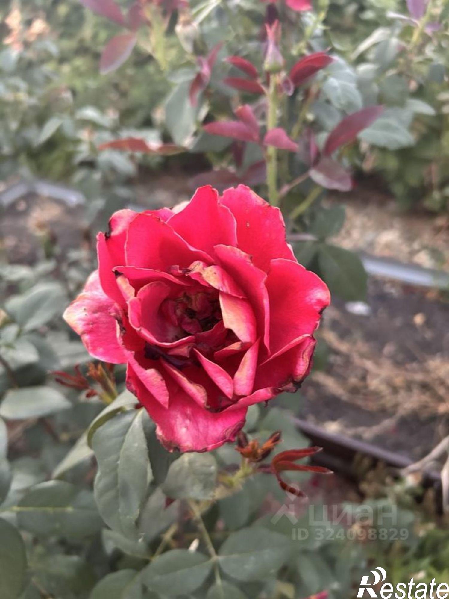 Купить дачу, дом, коттедж за 9 500 000 рублей на Крайняя улица