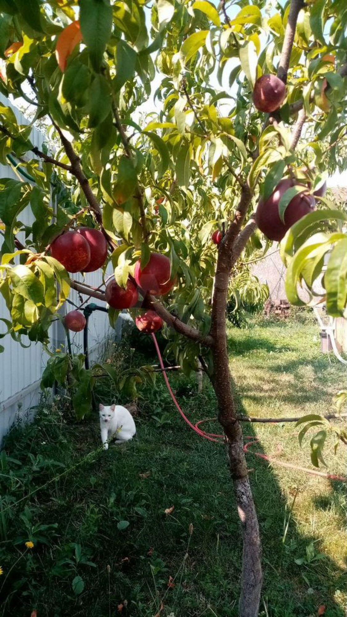 Купить дачу, дом, коттедж за 25 000 000 рублей на Полковая ул