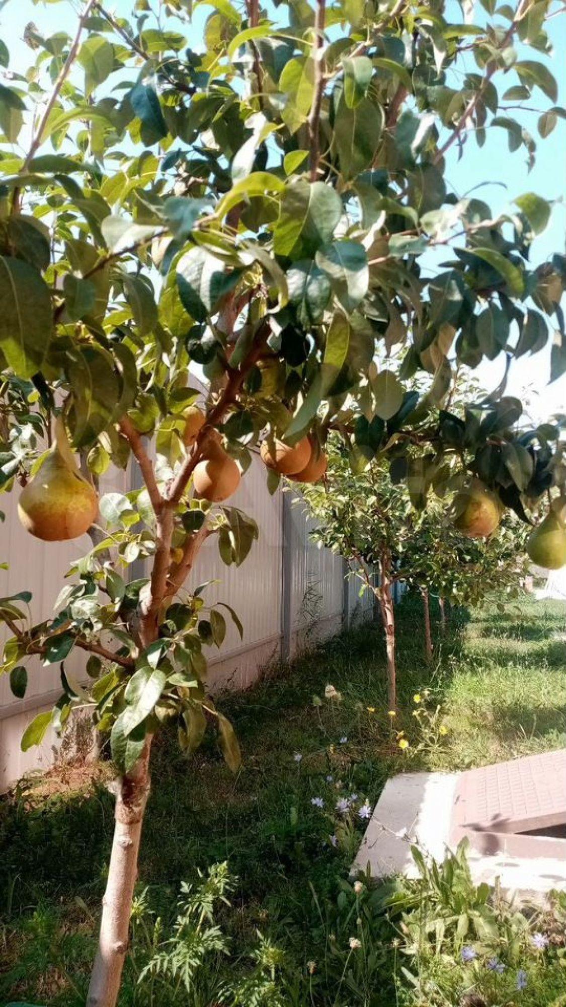 Купить дачу, дом, коттедж за 25 000 000 рублей на Полковая ул