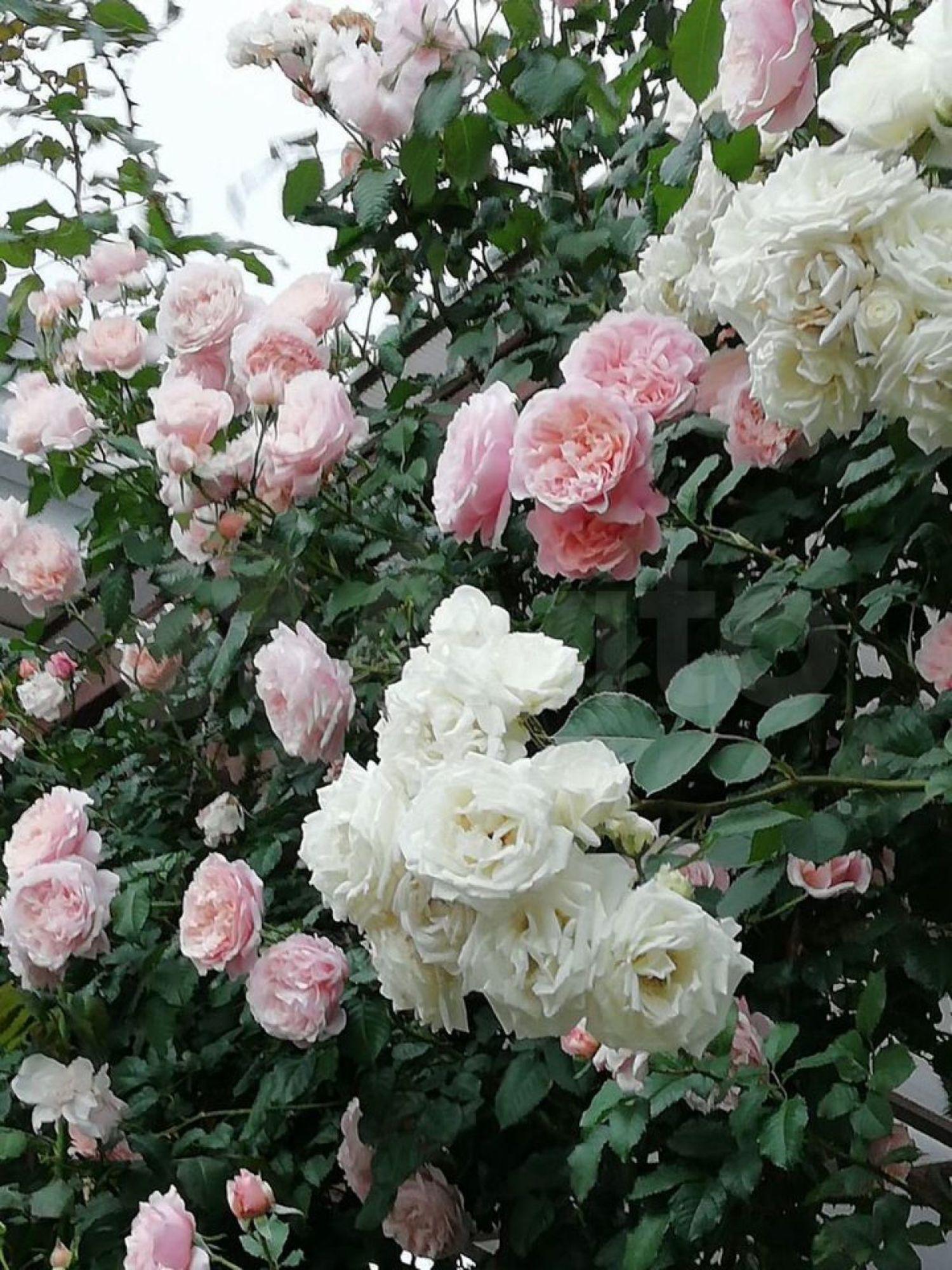 Купить дачу, дом, коттедж за 11 500 000 рублей на Берёзовый