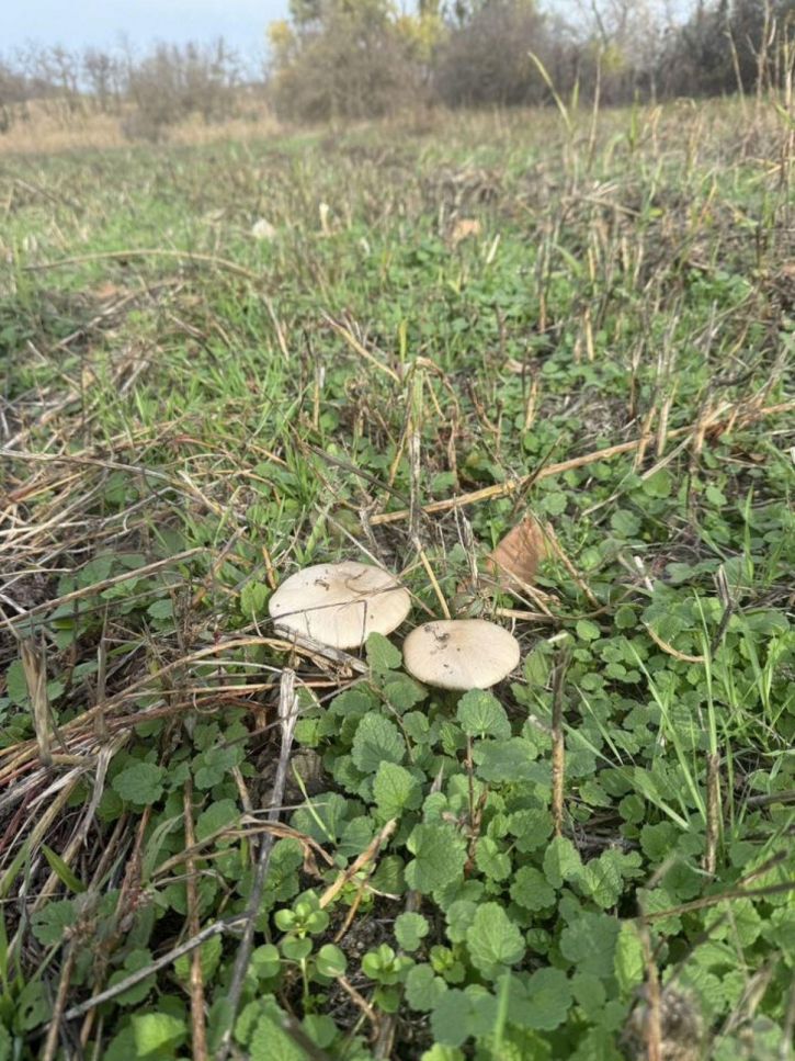 Коттедж/дом Кирпичная ул