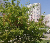 3-комн, 100кв м, этаж 3/17 им. Александра Покрышкина ул.