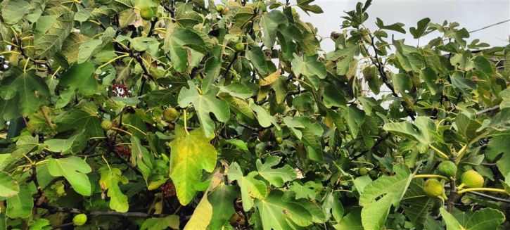 Коттедж/дом Автодорога Анапская-Гостагаевская (Анапская)